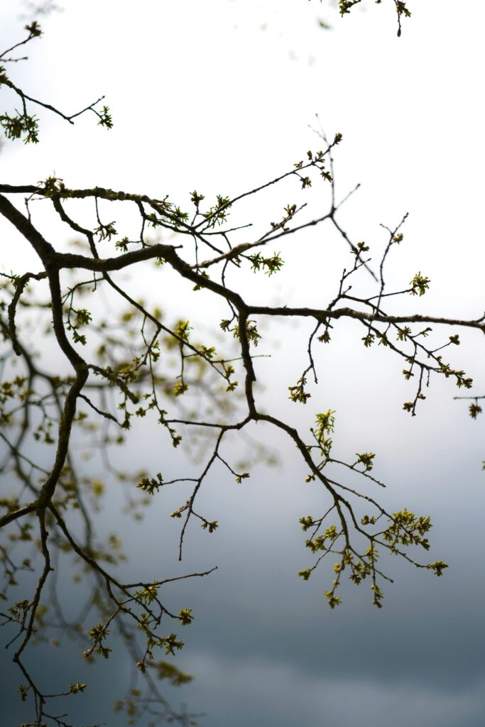 Ramas de árbol